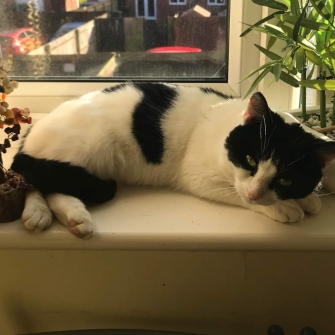 335x335 OreoBasildon