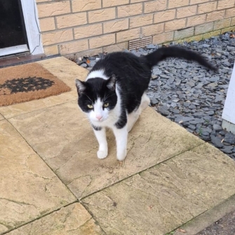 335x335 OreoBasildon