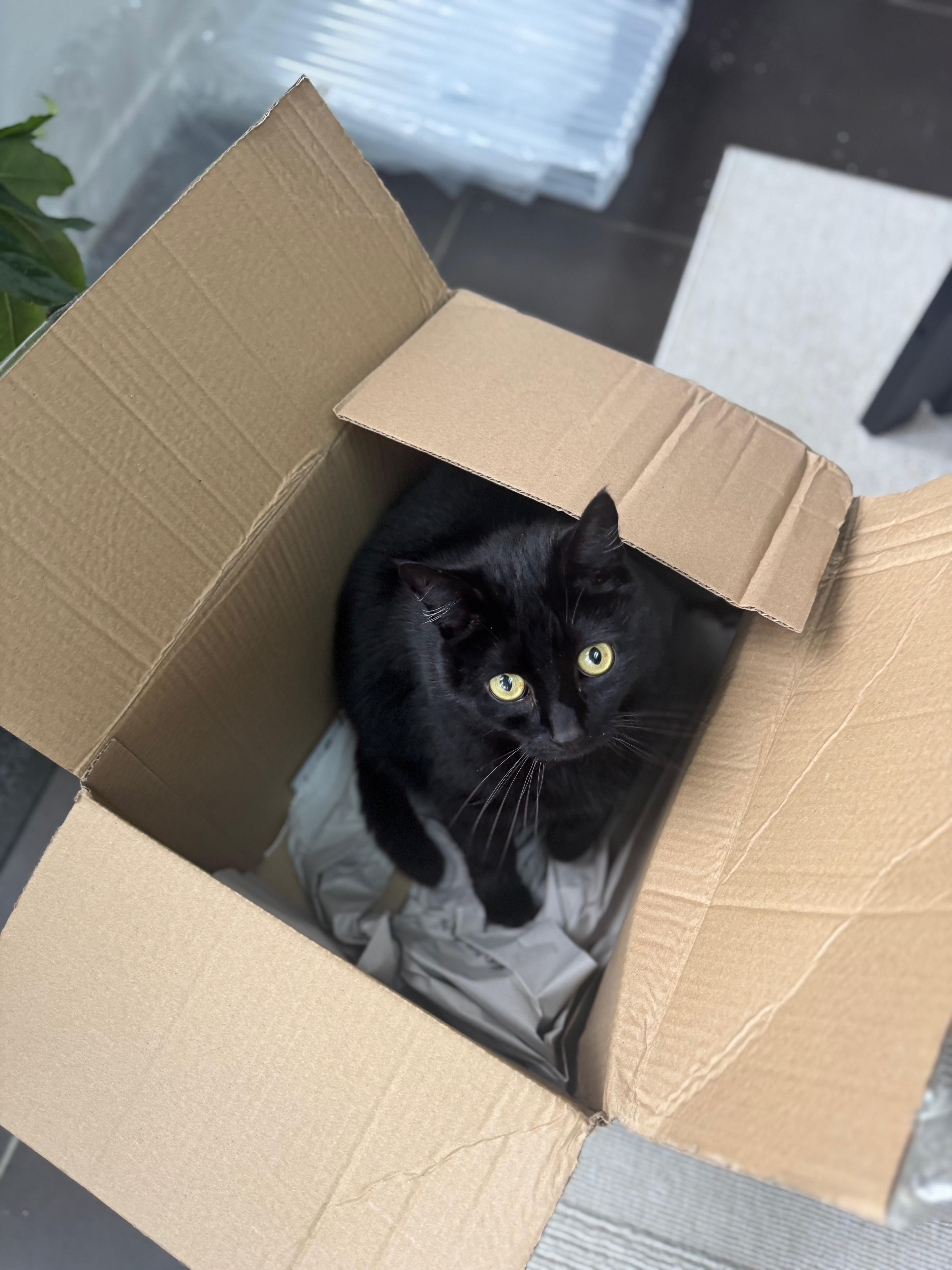 Milkyway and Stripey