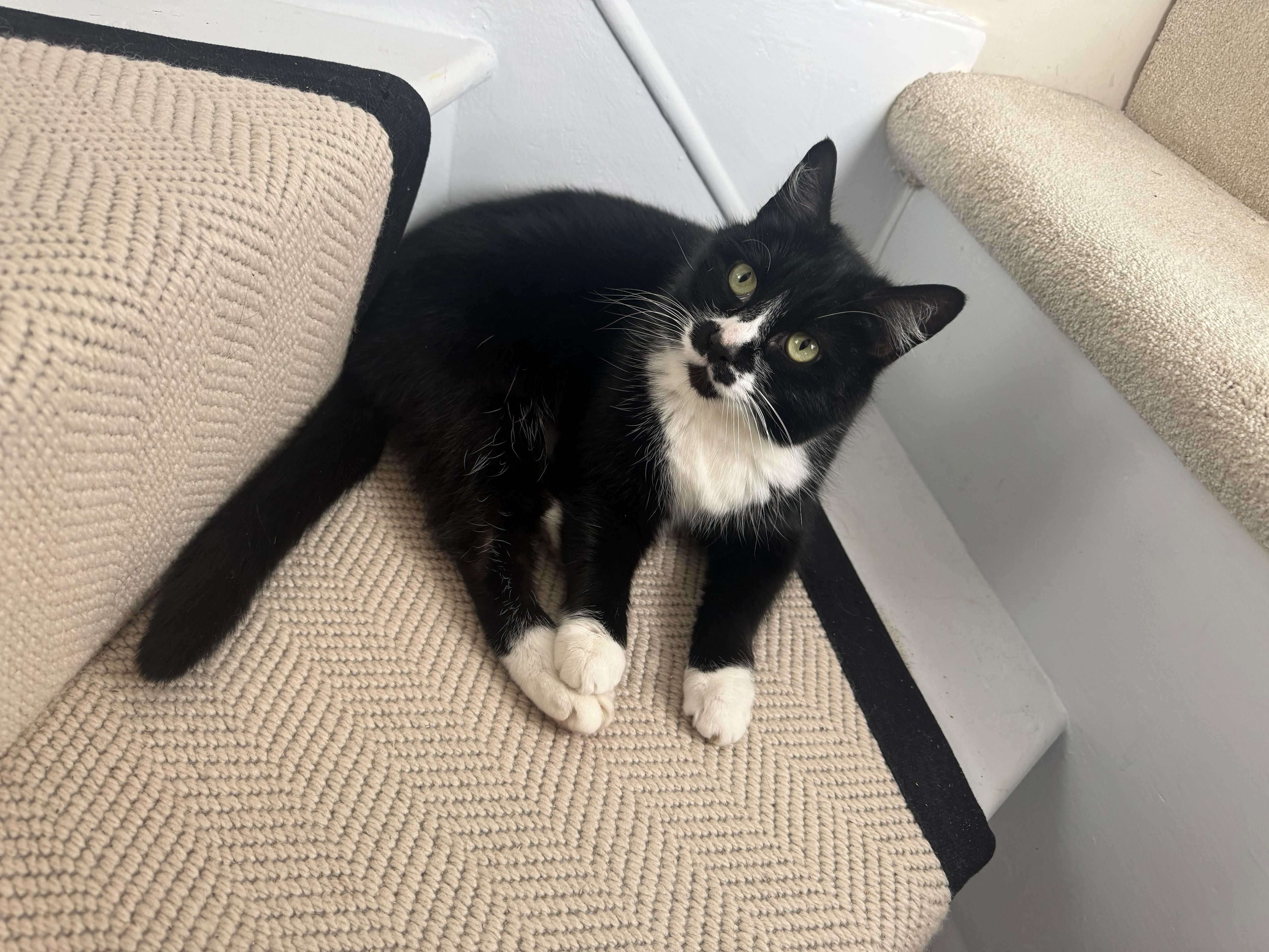 Milkyway and Stripey