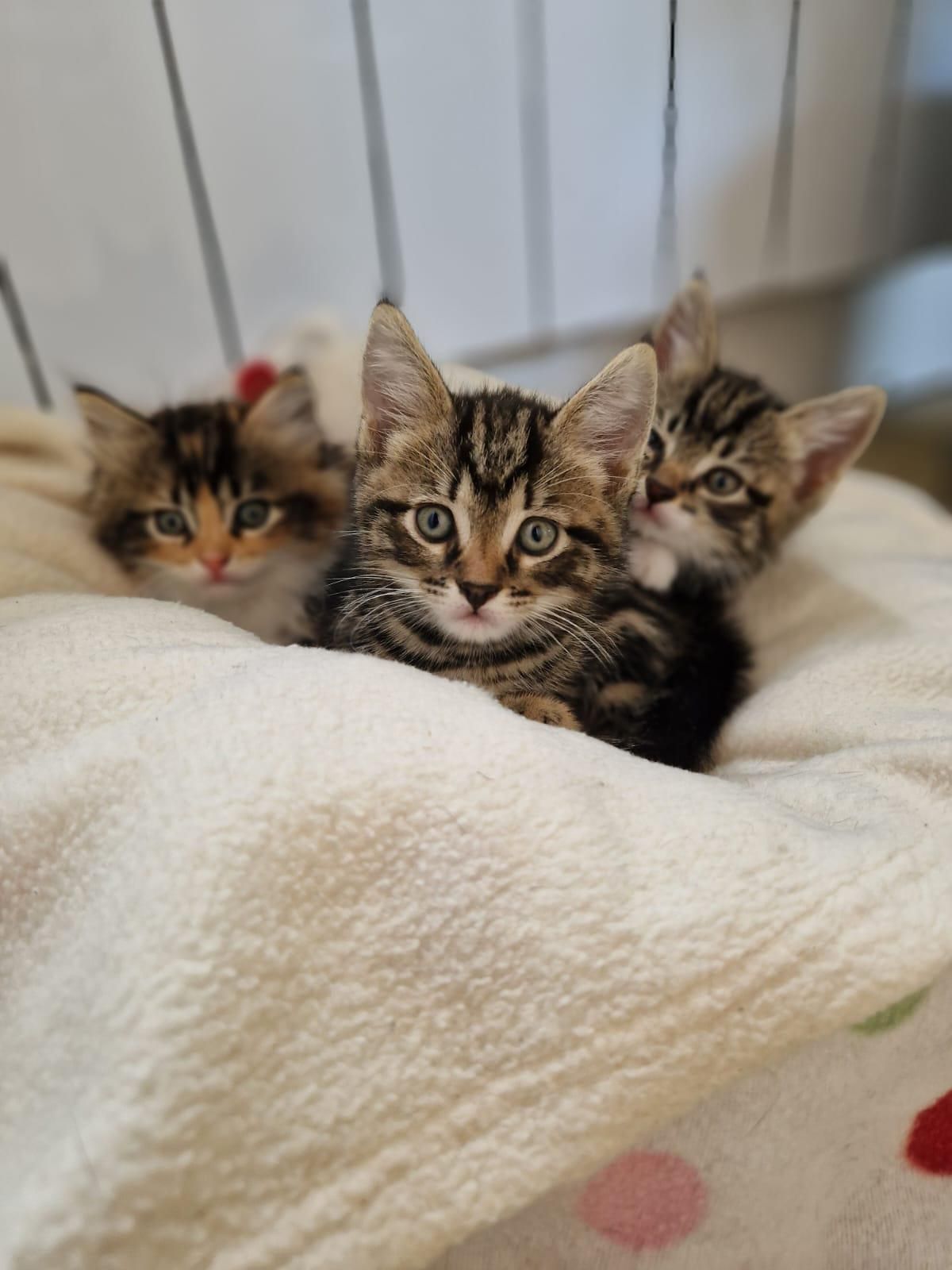 Kittens