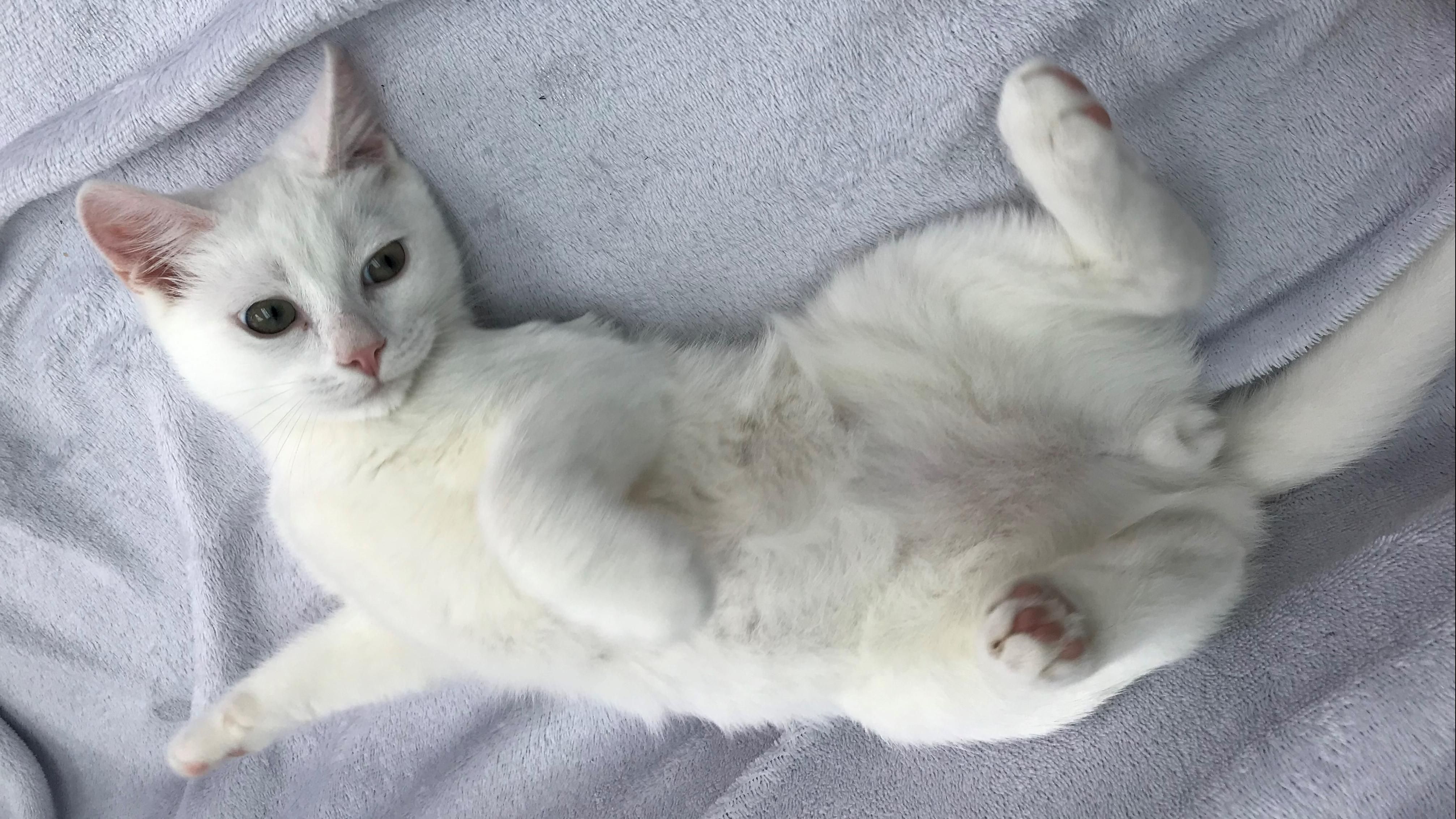 Give a cat a new life