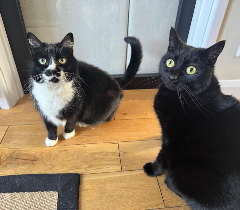 Milkyway and Stripey