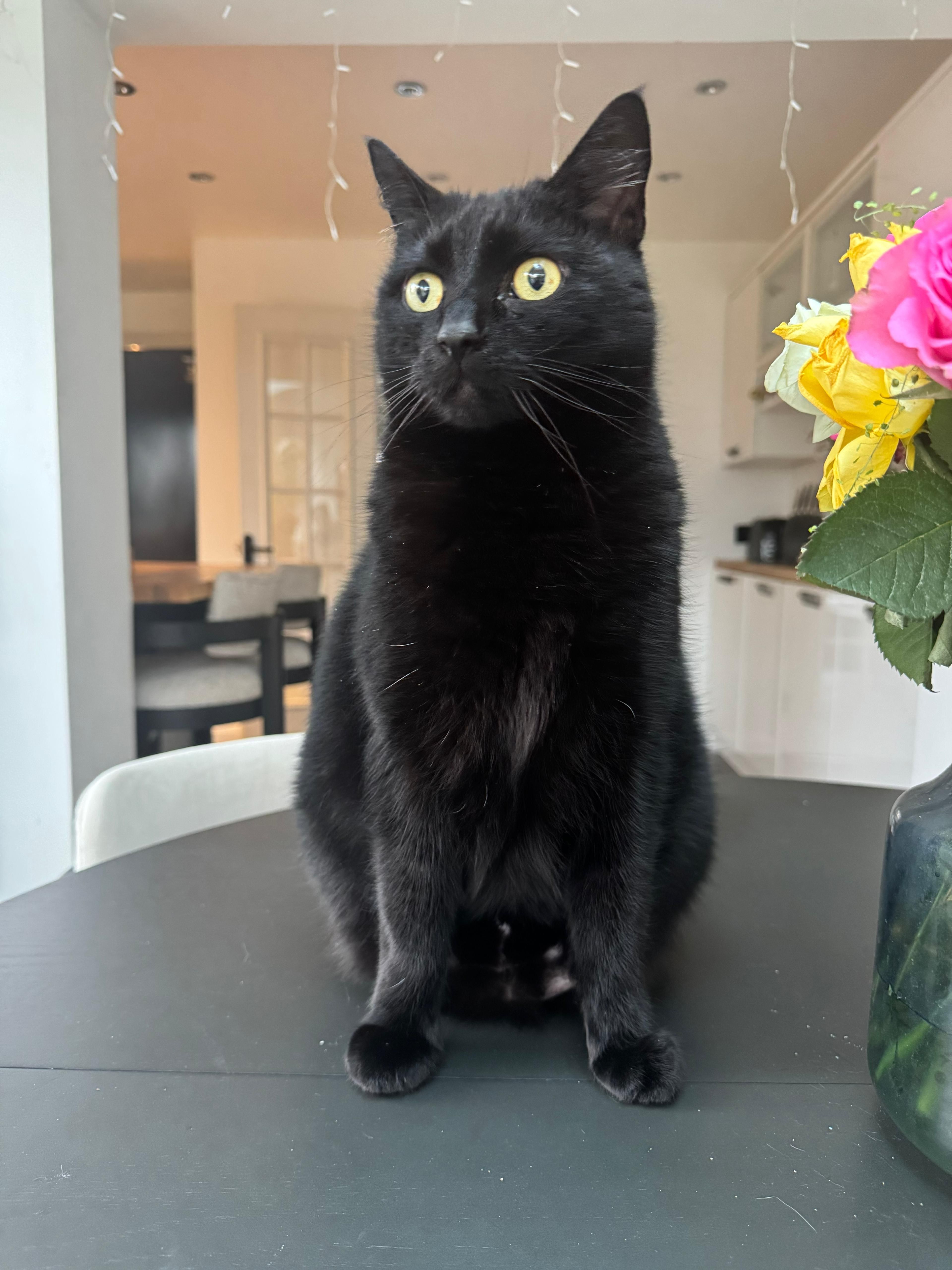 Milkyway and Stripey