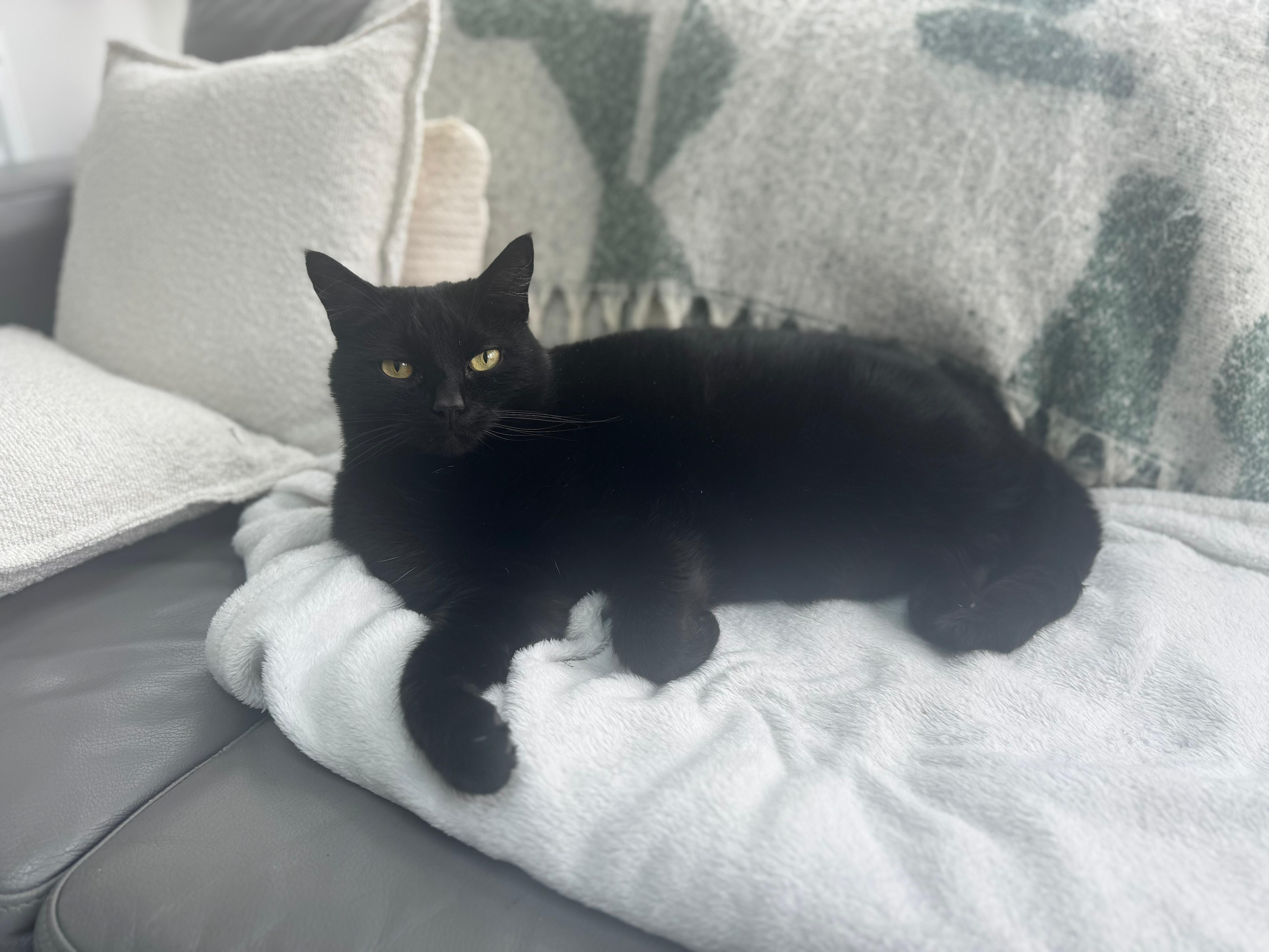 Milkyway and Stripey