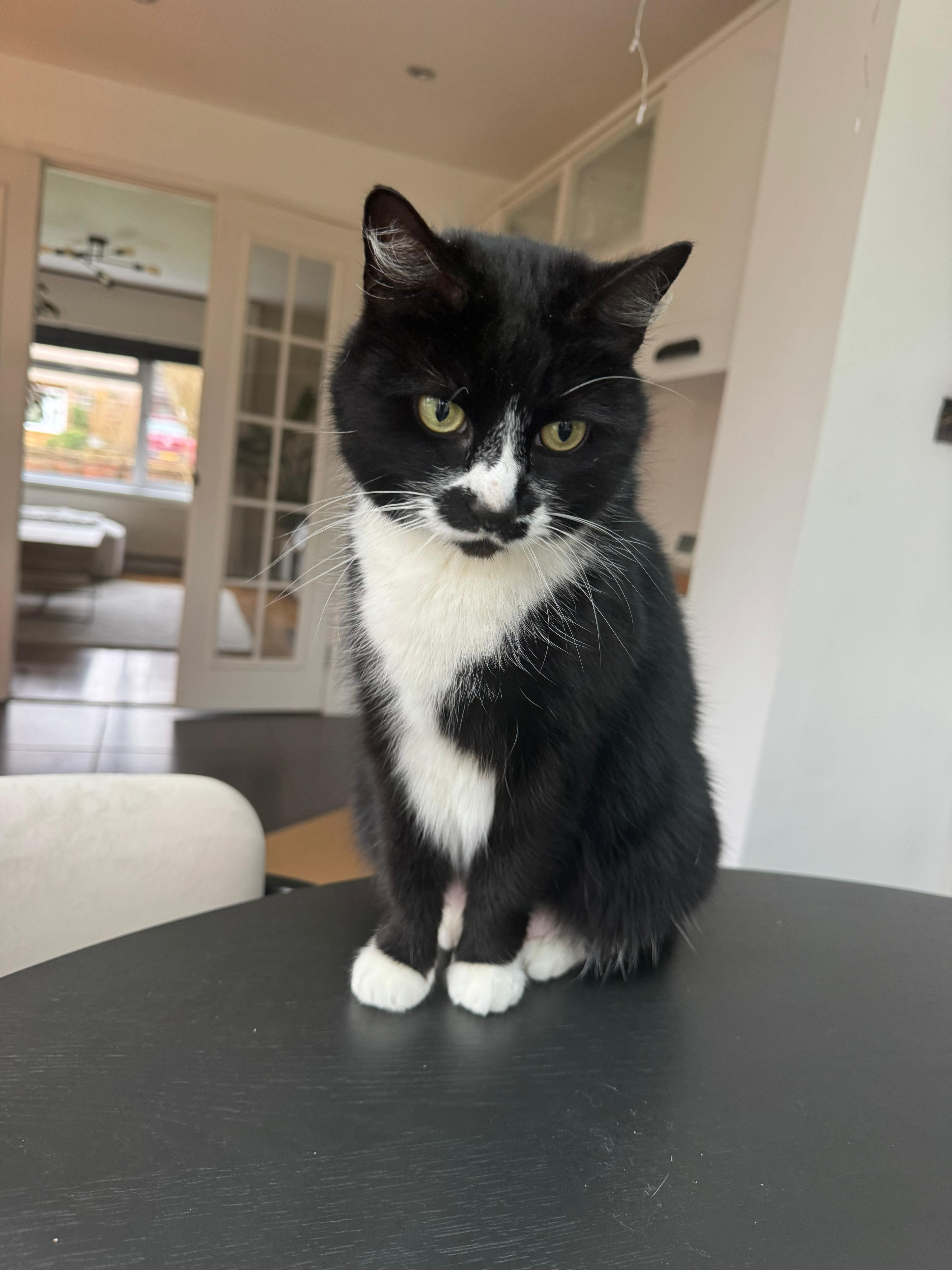 Milkyway and Stripey