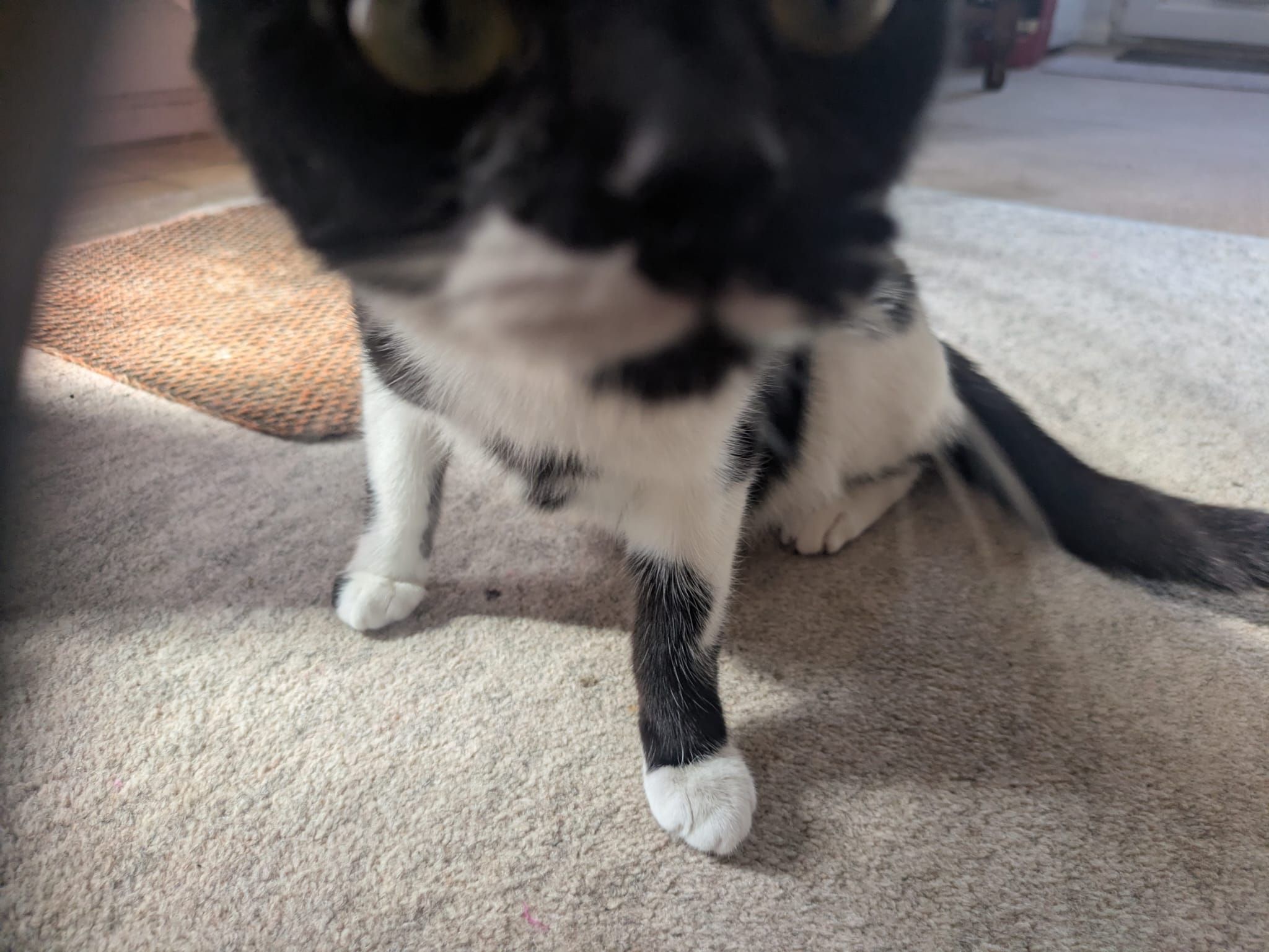 Mittens