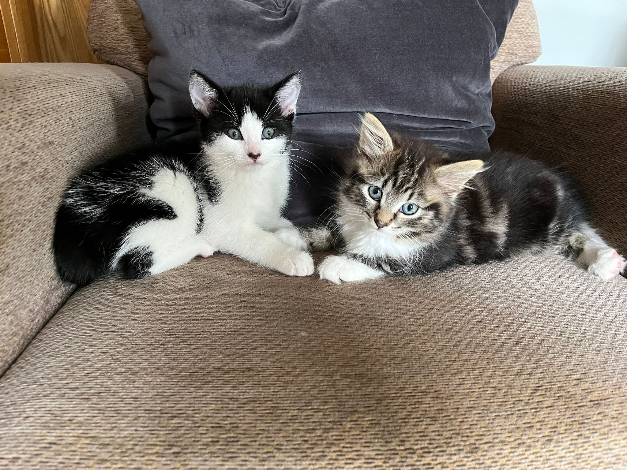 Kittens