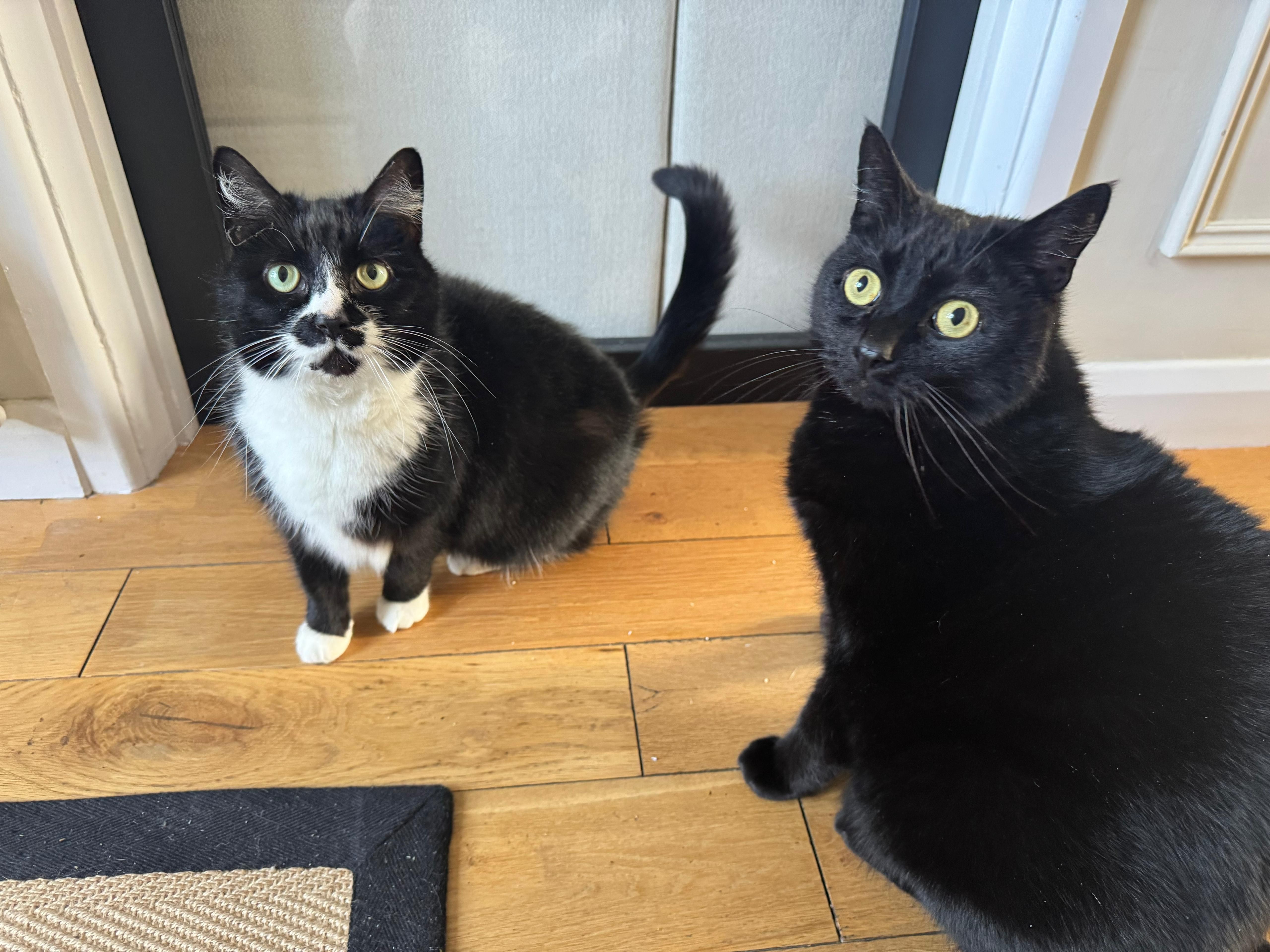 Milkyway and Stripey