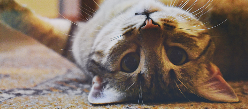 Toe Beans Cat Rescue